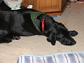 Christmas 2008 140